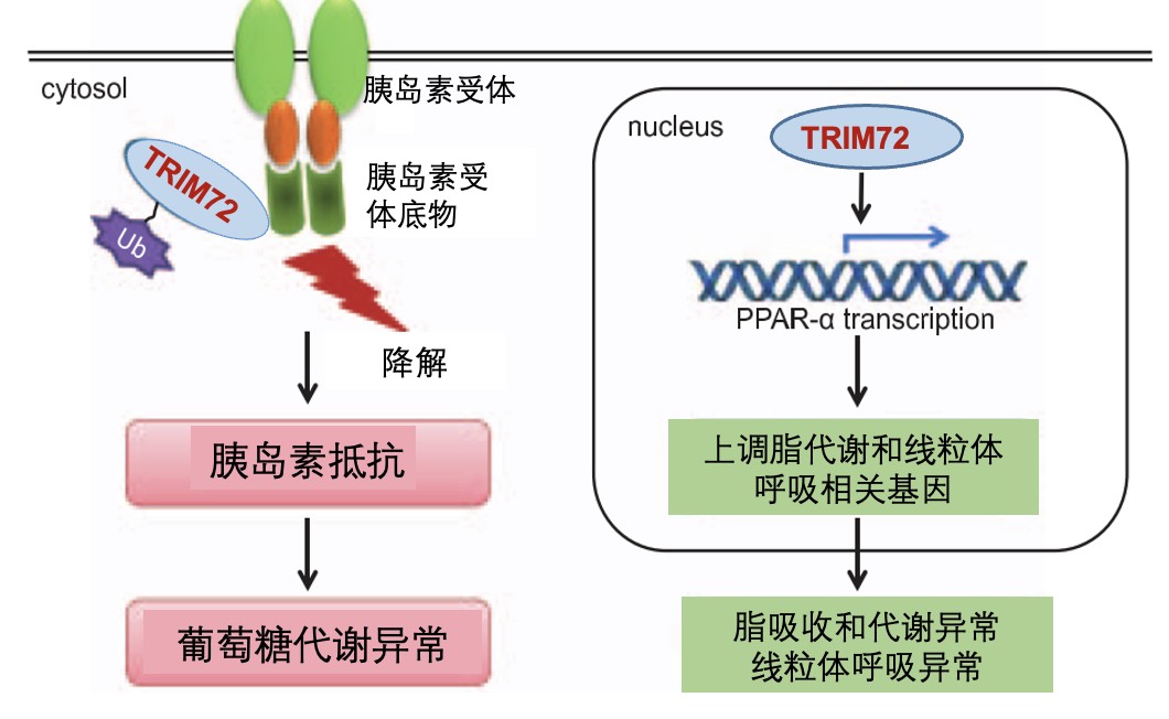 Heart research visualization