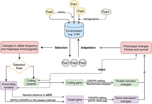 Skin pigmentation genetics research